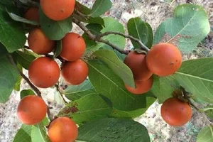 kupilu strychnos benefits