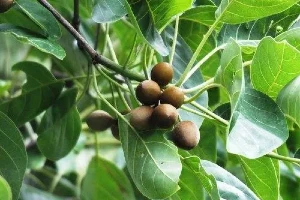 benefits of vibhitaki terminalia bellirica