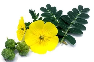 use of tribulus terrestris