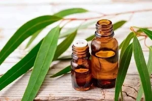 benefits of nilgiri oil