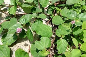 punarnava mul benefits