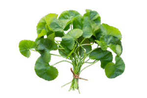 benefits of gotu kola
