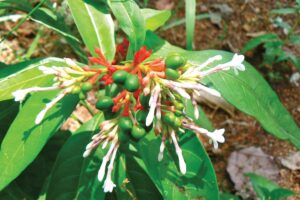 benefits of sarp gandha