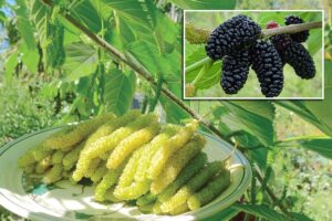 shahtoo benefits and uses