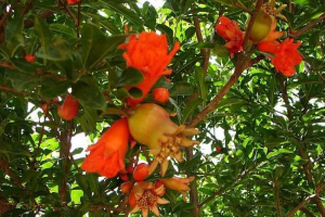 benefits of anar or pomegranate