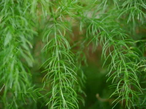 benefits of shatavari