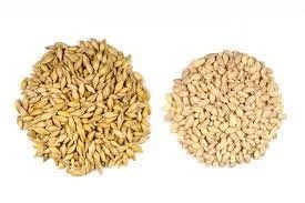 benefits of barley