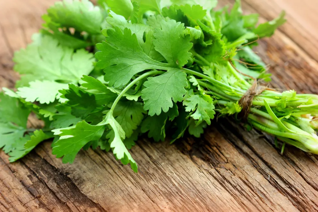 Coriander