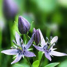 benefits of kiratatikta