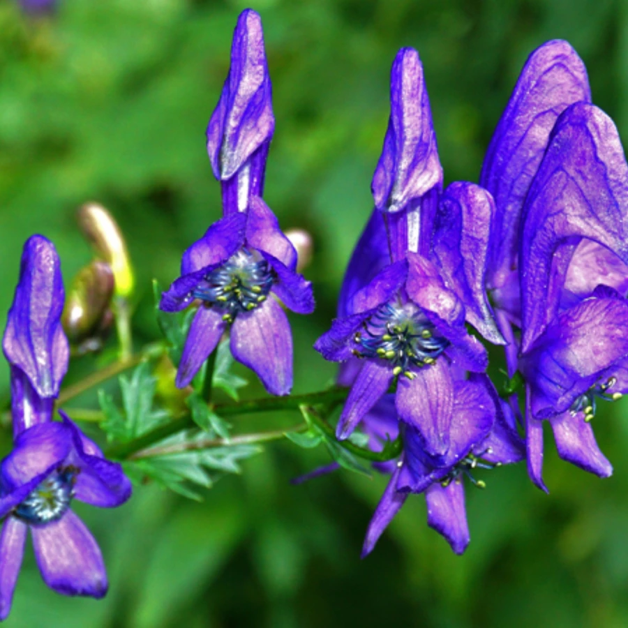 benefits of shuddha vat sanabha