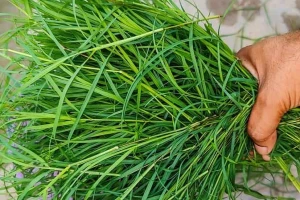 benefits of dhruvgrass